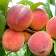 Саджанець Персик Казка